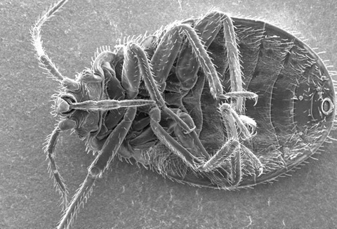 Ultrastructural Morphology on the Ventral Surface of a Bedbug (Cimex lectularius)