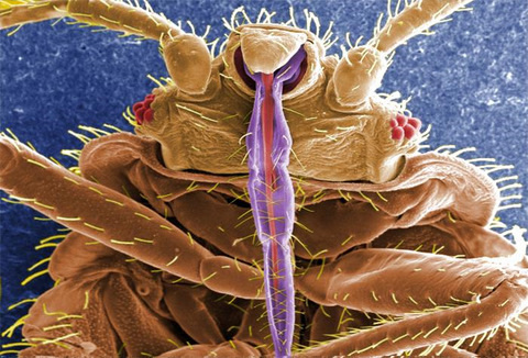 Skin Piercing Mouthparts of a Bedbug, (Cimex lectularius)