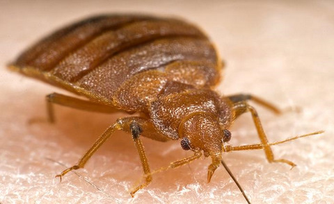 Frontal View of an Adult Bedbug (Cimex lectularius)