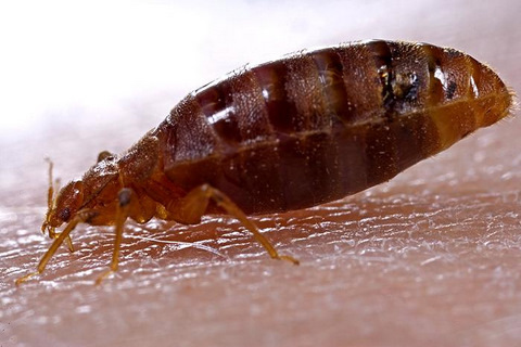 Lateral View of an Adult Bedbug (Cimex lectularius)