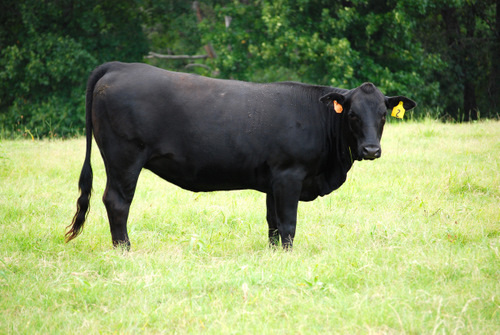 Black Angus Cow B. Thomas Photo Research