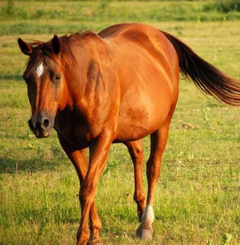 Equine Photo Of A Chestnut Mare - B. Thomas Photo Research