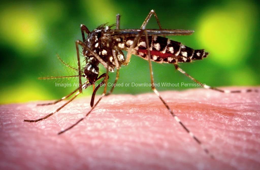 female-aedes-aegypti-mosquito-stock-photo-b-thomas-photo-research