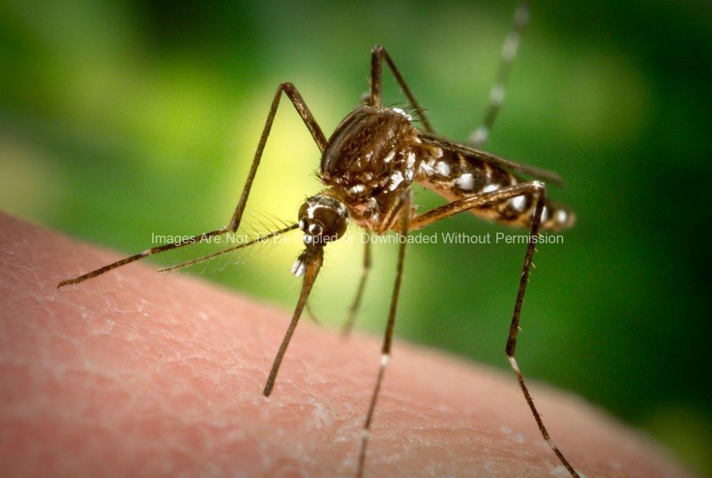 Female Aedes Aegypti Mosquito - B. Thomas Photo Research