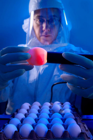 Microbiologist Demonstrating how to properly “candle” an Embyonated Chicken Egg
