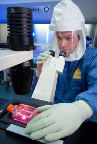 Doctor Examining a Culture Flask Containing Madin-Darby Canine Kidney Epithelial Cells