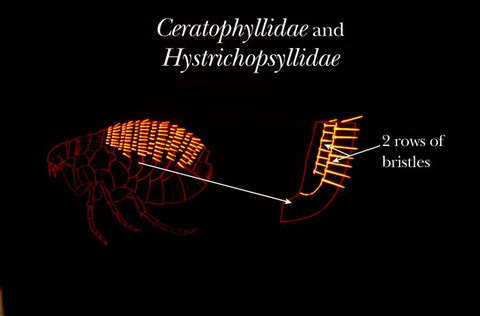 Differences in Ceratophyllidae and Hystrichopsyllidae Fleas