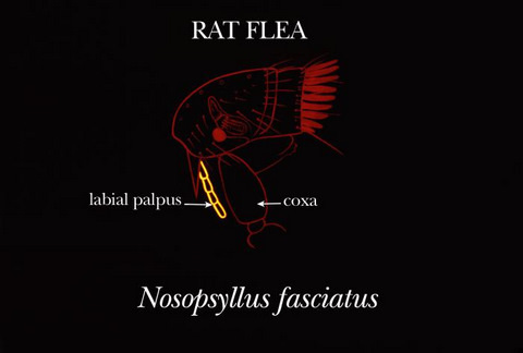 Rat Flea Illustration
