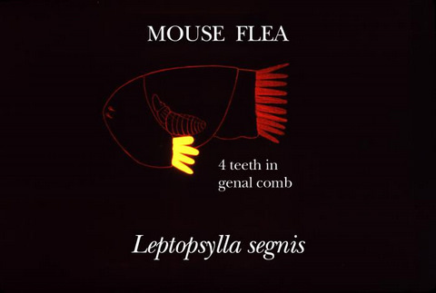 Mouse Flea Illustration