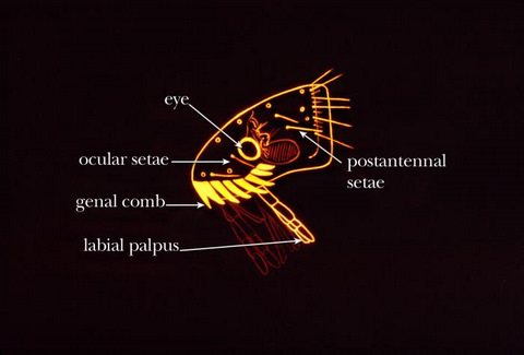 Head Region of Fleas Diagram