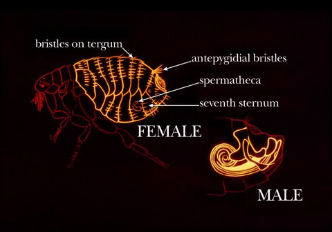 Common Identifying Characteristics on the Abdomen of the Flea