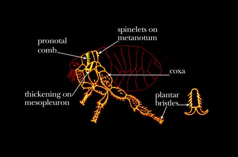Common Identifying Characteristics Found on the Thorax of Fleas