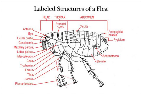 Identifying Morphologic Structures of an Adult Female Flea