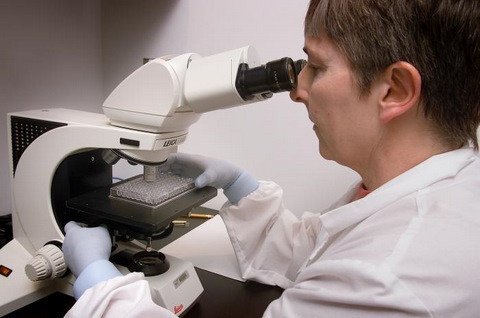 Doctor at CDC Reading a Microscopic Agglutination Test (MAT)