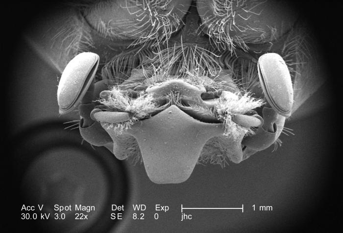 Morphologic Exoskeletal Features on Head Region of Adult “figeater” beetle, Cotinis mutabilis