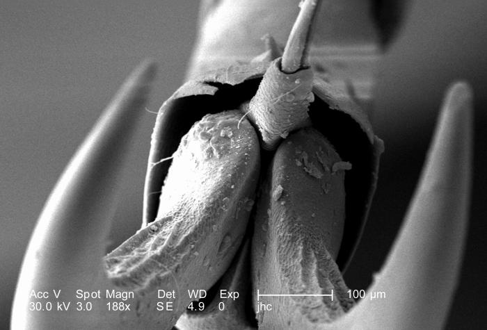 Distal Clawed Tip of an Adult “figeater” beetle’s, Cotinis mutabilis Leg