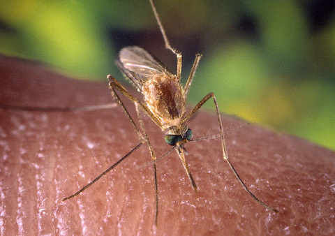A Culex quinquefasciatus mosquito on a human finger