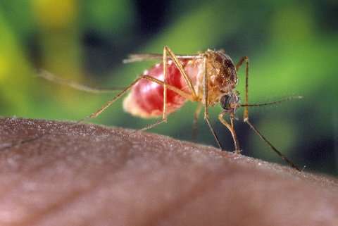 A Culex quinquefasciatus mosquito (after a blood meal)
