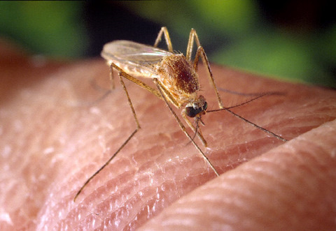 Culex quinquefasciatus mosquito stock photo