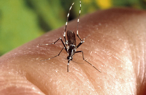 female Aedes albopictus mosquito