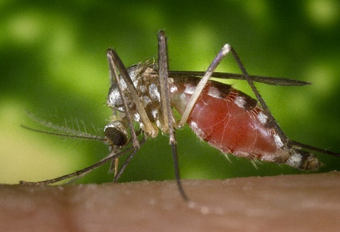 An Ochlerotatus triseriatus mosquito