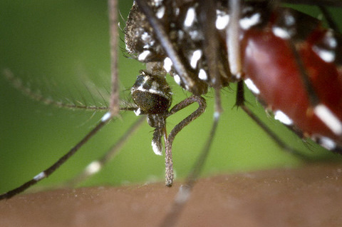 The Proboscis of an Aedes albopictus Mosquito