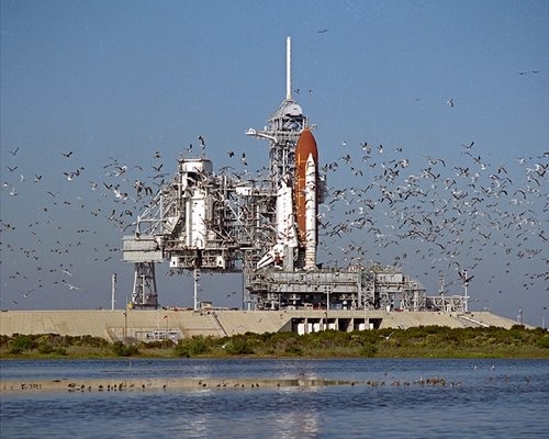 Flock of Birds Near the Space Shuttle