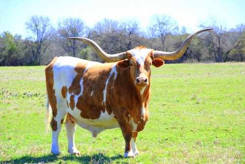 Stock Photo of a Texas Longhorn Bull - B. Thomas Photo Research