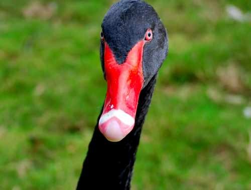 Black Swan Head
