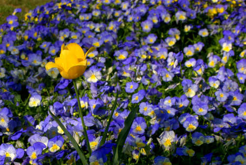 One Yellow Flower in Field of Purple Flowers