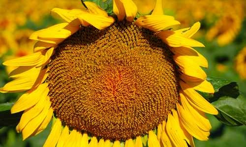 Sunflower Facing Camera
