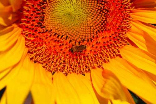 Close Up of a Bee on a Sunflower