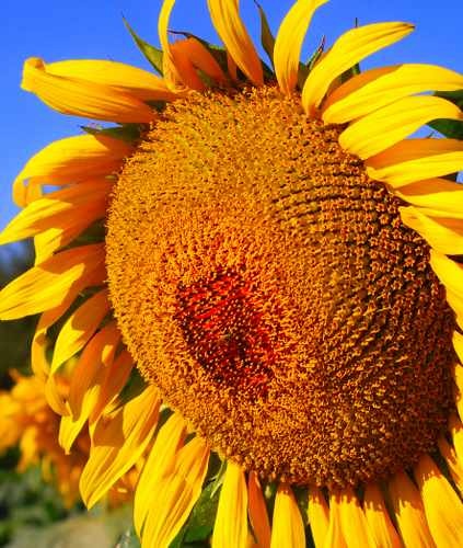 Sunflower facing Left