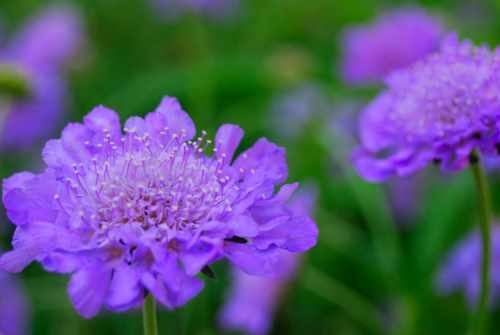 Light Purple Flowers 