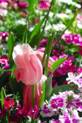 Pink Tulip Photo