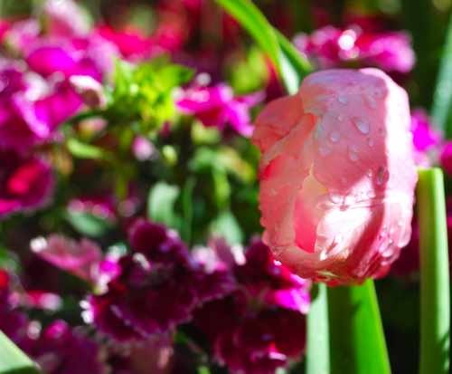 Drooping Pink Tulip