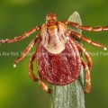 Female Rocky Mountain Wood Tick, (Dermacentor andersoni)
