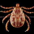 Male Rocky Mountain Wood Tick (Dermacentor Andersoni)