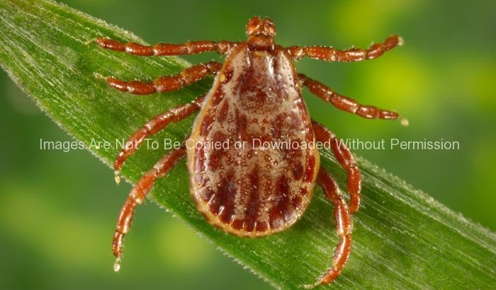Male Rocky Mountain Wood Tick (Dermacentor andersoni)
