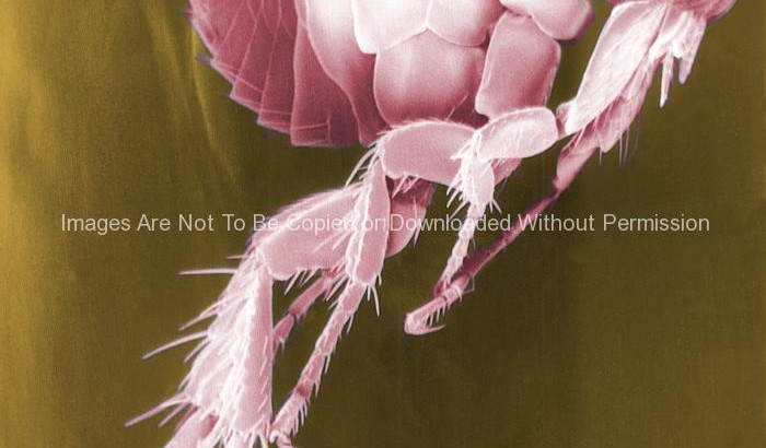 Electron Micrograph of a Flea