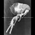 Electron Micrograph of a Flea