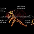 Common Identifying Characteristics Found on the Thorax of Fleas