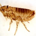 Adult male Oropsylla Montana flea