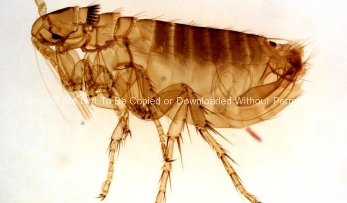 Adult male Oropsylla Montana flea