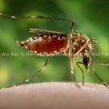 A Female Aedes Aegypti Mosquito as She Was in the Process of Acquiring a Blood Meal