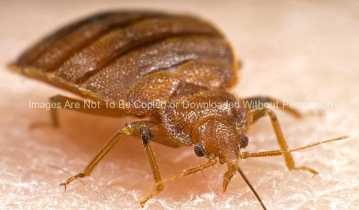 Frontal View of an Adult Bedbug (Cimex lectularius)