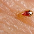 Dorsal View of a Bedbug Nymph (Cimex lectularius)