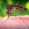 Female Aedes Aegypti Mosquito