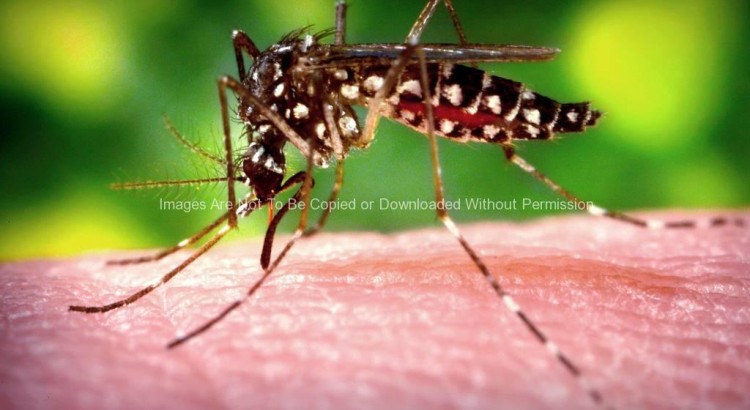 Female Aedes Aegypti Mosquito
