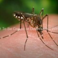 Female Aedes Aegypti Mosquito on a Hand 89_24_lores